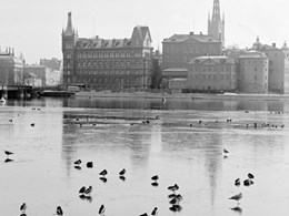 Byggnader och torn bakom en isbelagd sjö med fåglar