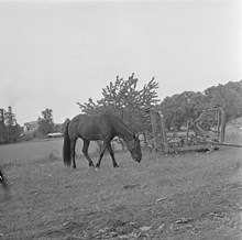 Häst på en äng vid Riddersvik, Hässelby