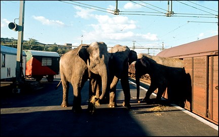 Tre elefanter på en tågperrong som lastas ur en godsvagn. 