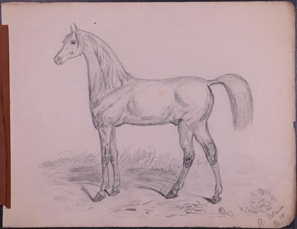 Blyertsteckning av häst, gjord av Gurli Linder, född Peterson, 14 år.