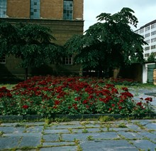 Plantering med rosor vid Stadsbibliotekets östra fasad