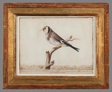 Fågelteckning, steglitsa. Målad af Carl Michael Bellman år 1752 och förärad hans Syster Fru Arrhén von Kapfelman