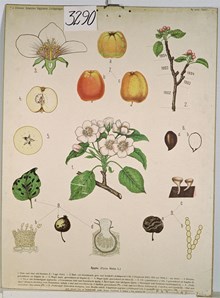 Äpple