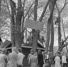 Kungsträdgården, maj 1971. Demonstrationer mot fällningen av almarna