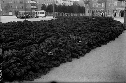 Ett torg i Stockholm, Karlaplan, där rabatterna har bytts mot kålodling. I bakgrunden en spårvagn och flerfamiljshus.