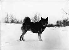 Manilla: Hund