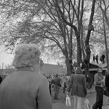 Kungsträdgården, maj 1971. Demonstrationer mot fällningen av almarna