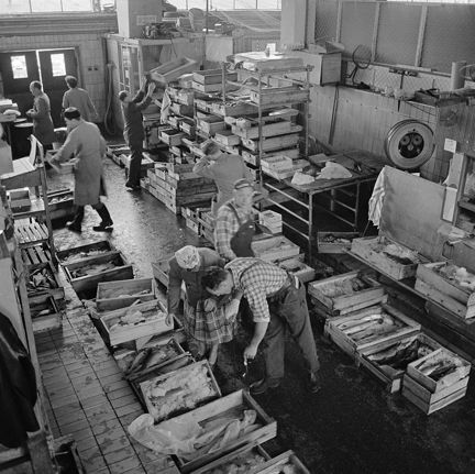 I en industrihall syns en mängd trälådor med fisk. Människor arbetar i lokalen. En stor våg är i blickfånget.
