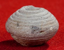 Sländtrissa