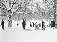 Kälkåkning i Vasaparken