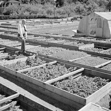 Trädgårdsdirektör Sven Green på Experimentalfältets planteringar av diverse plantor