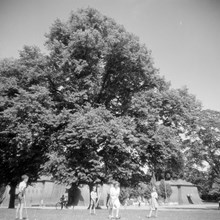 Krocketspel vid Koppartälten i Hagaparken