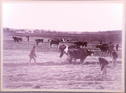 Svartvitt fotografi på pojkar som arbetar med jordbruk på uppfostringsanstalten Åkerbrukskolonin Hall.