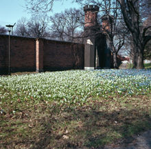 Djurgårdsvägen. Vårblommor vid ingången till Galärvarvets kyrkogård