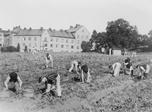 Potatisupptagning i Kristinebergsparken. I bakgrunden syns Geijersvägen.