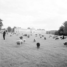 Kungens får på bete vid Djurgårdsbrunnsvägen väster om Sjöhistoriska museet