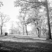 Frisens Park, Djurgården