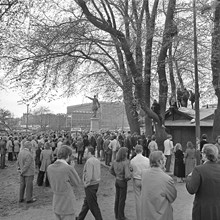 Kungsträdgården, maj 1971. Demonstrationer mot fällningen av almarna