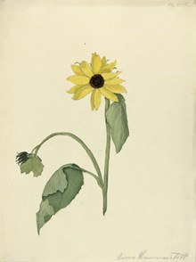 Solros av Anna Hammarstedt
