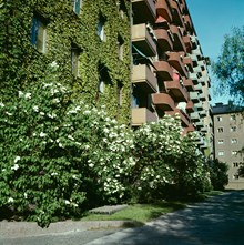 Syrener vid gårdssidan i kv. Majtalaren, sedd från De Geersgatan