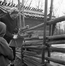 Skansen. En ekorre hoppar ner i en kvinnas handväska
