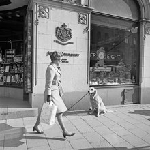 Birger Jarlsgatan 24. En golden retriever sitter kopplad utanför Arvid Nordqvist handels AB