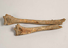 Överarmsben (Ben), arkeologiskt fynd nummer 79, anläggning nummer 51  i fornlämning RAÄ 143, Spånga socken