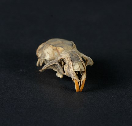 Troligen medeltida råttkranium.