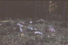 Skelettgrav, anläggning nummer 5, fornlämning RAÄ 143 i Spånga socken