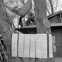 Kungsträdgården, maj 1971. Demonstrationer mot fällningen av almarna