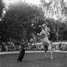 Hantverkargatan 2, Serafimerlasarettet, parken. Cirkus Scotts årliga föreställning