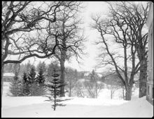 Täcka udden på Djurgården vintertid