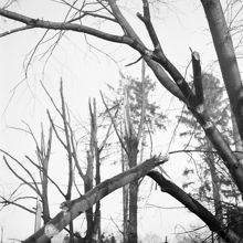Skadade träd efter den sovjetiska bombfällningen över Eriksdalsområdet 1944.