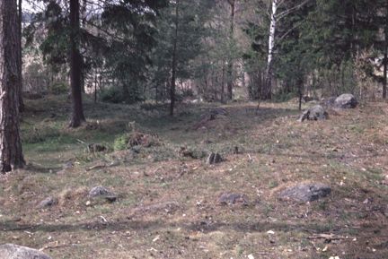 Små gravkullar i tallskog. 